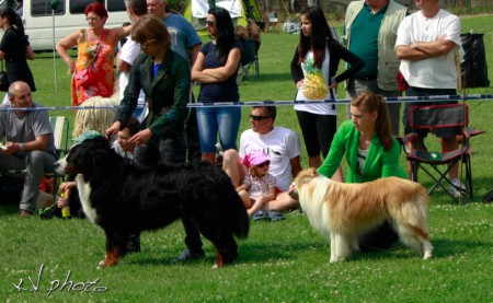 Ivorycoast Van't Vlassenhout junior handler II. age group